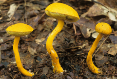 Aureoboletus auriflammeus