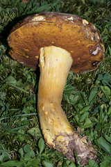 Boletus auripes