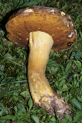 Boletus auripes