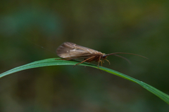 Anabolia