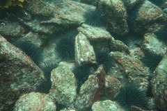 Centrostephanus tenuispinus