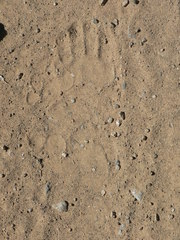 Oreotragus oreotragus