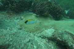 Chromis klunzingeri