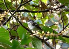 Mecocerculus leucophrys