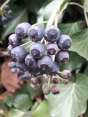 Hedera helix