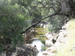 Aristida congesta barbicollis