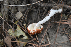 Leucoagaricus japonicus