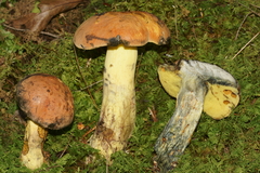 Lanmaoa carminipes
