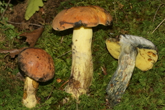 Lanmaoa carminipes