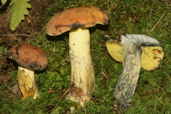 Lanmaoa carminipes