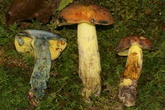 Lanmaoa carminipes
