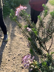 Erica multiflora