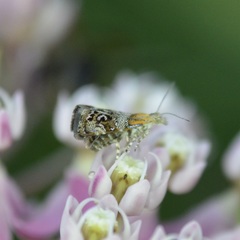 Tebenna gnaphaliella