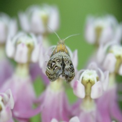 Tebenna gnaphaliella