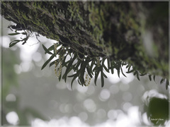 Pholidota cantonensis