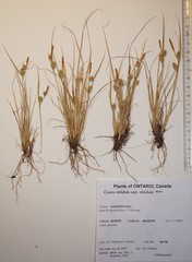 Carex viridula viridula