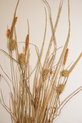 Carex viridula viridula