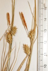 Carex viridula viridula