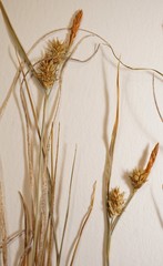 Carex viridula viridula