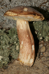 Boletus aurantioruber