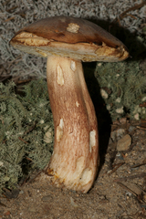 Boletus aurantioruber