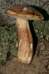 Boletus aurantioruber