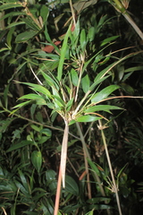 Chusquea scandens
