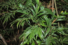 Chusquea scandens