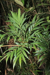 Chusquea scandens