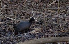 Fulica atra