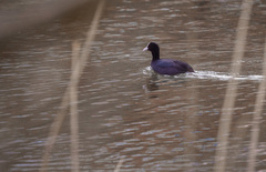 Fulica atra