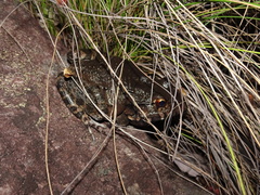Leptodactylus labyrinthicus