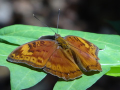 Apectinaria