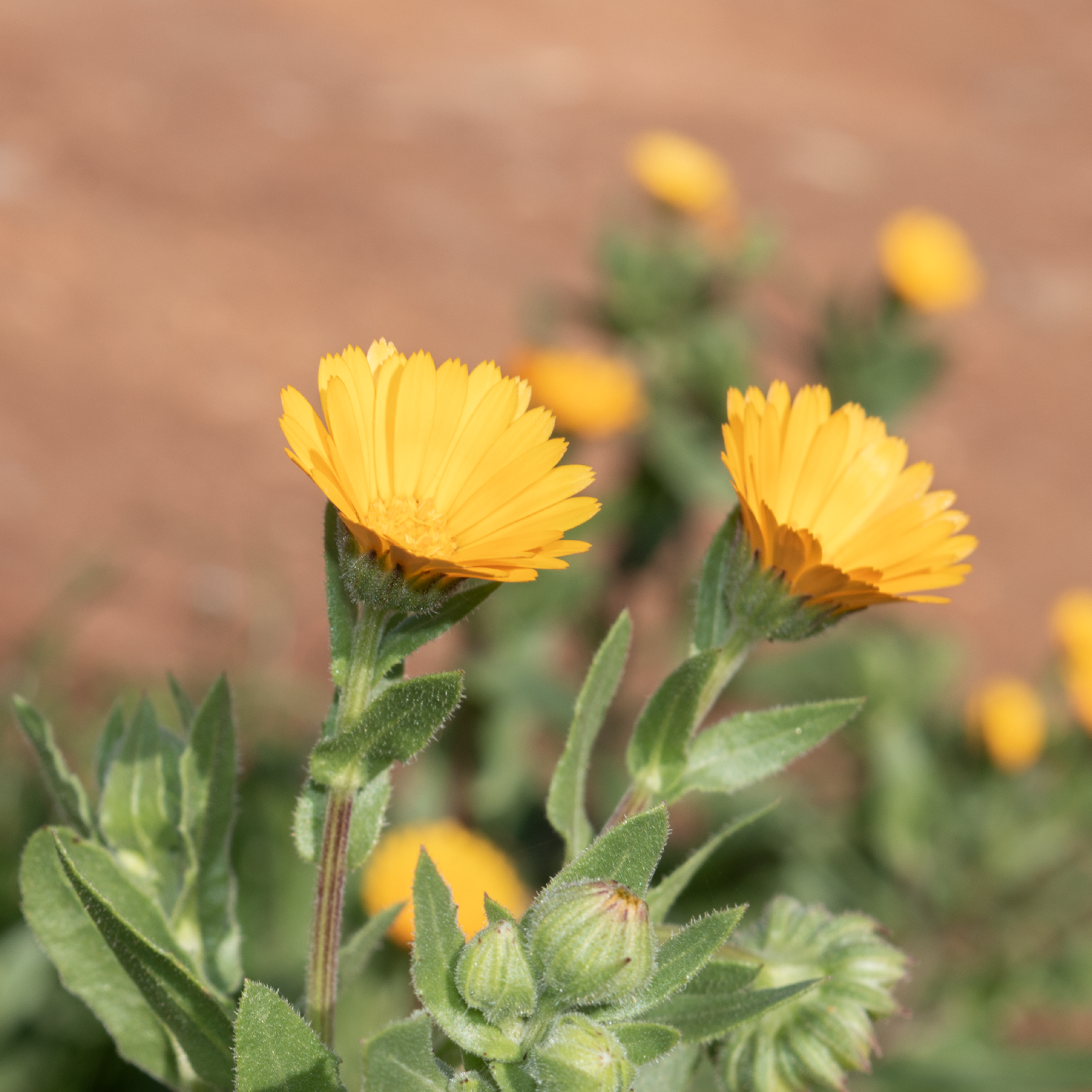 Calendula arvensis