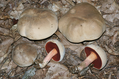 Caloboletus firmus