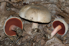 Caloboletus firmus