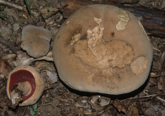 Caloboletus firmus
