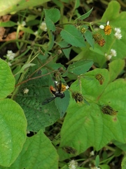 Mesembrius cyanipennis