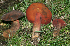 Boletus flammans