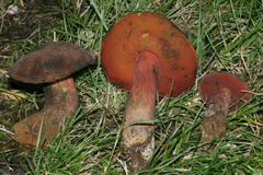 Boletus flammans
