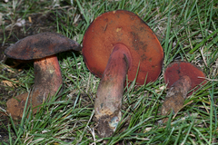 Boletus flammans