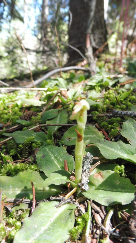 Western Rattlesnake Plantain from yellowstone, ÉtatsUnis on June 25