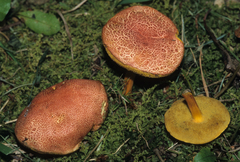 Boletus fraternus