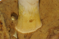 Boletus gertrudiae