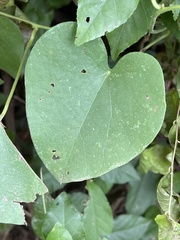 Cissampelos mucronata
