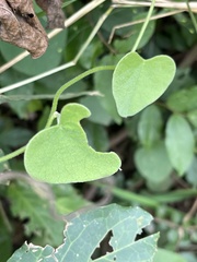 Cissampelos mucronata