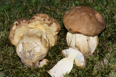 Boletus huronensis