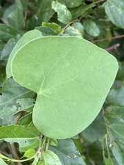 Cissampelos mucronata