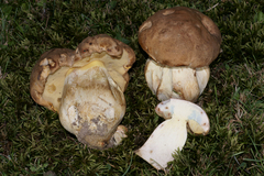 Boletus huronensis