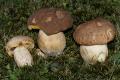 Boletus huronensis